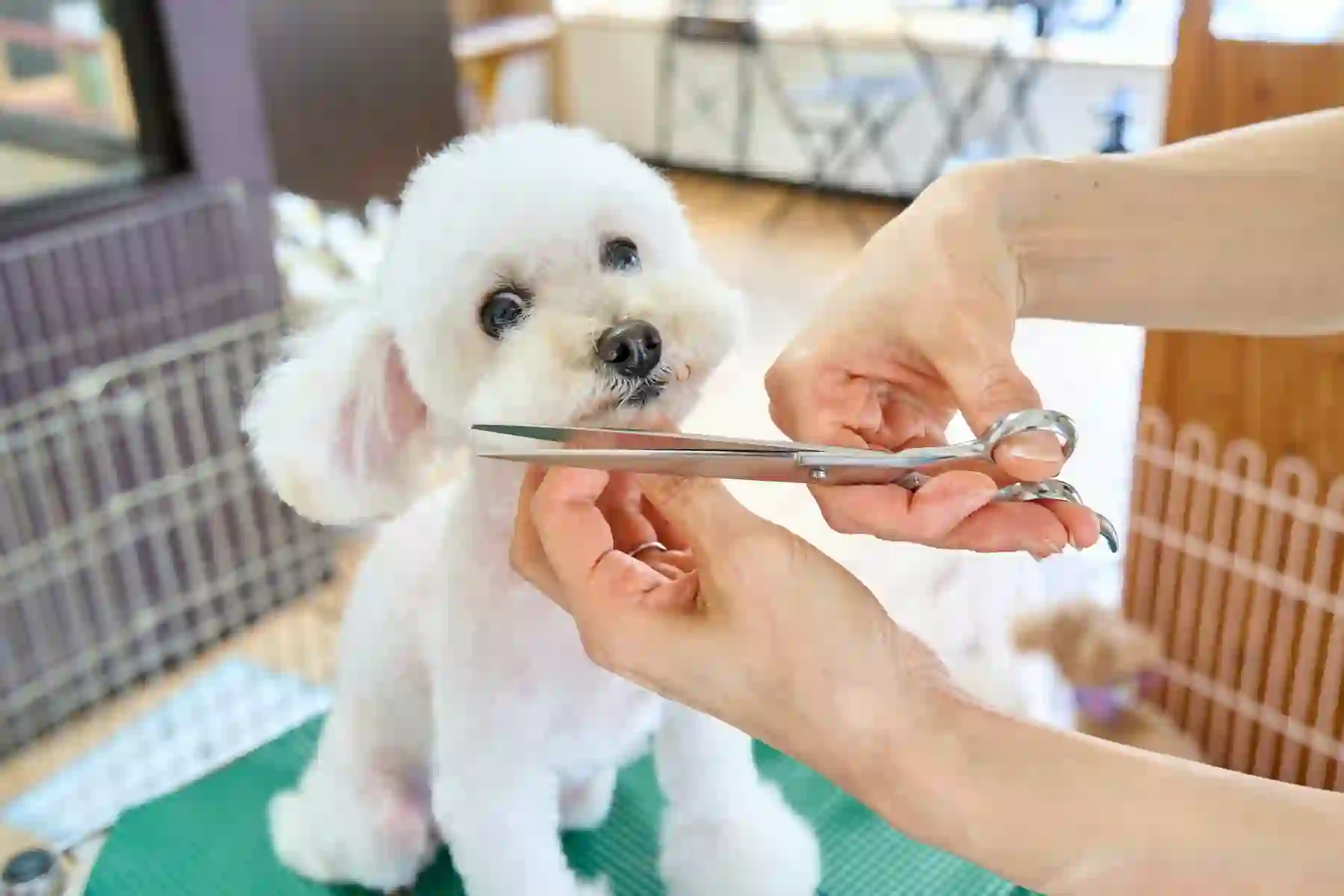 Pet grooming website demo